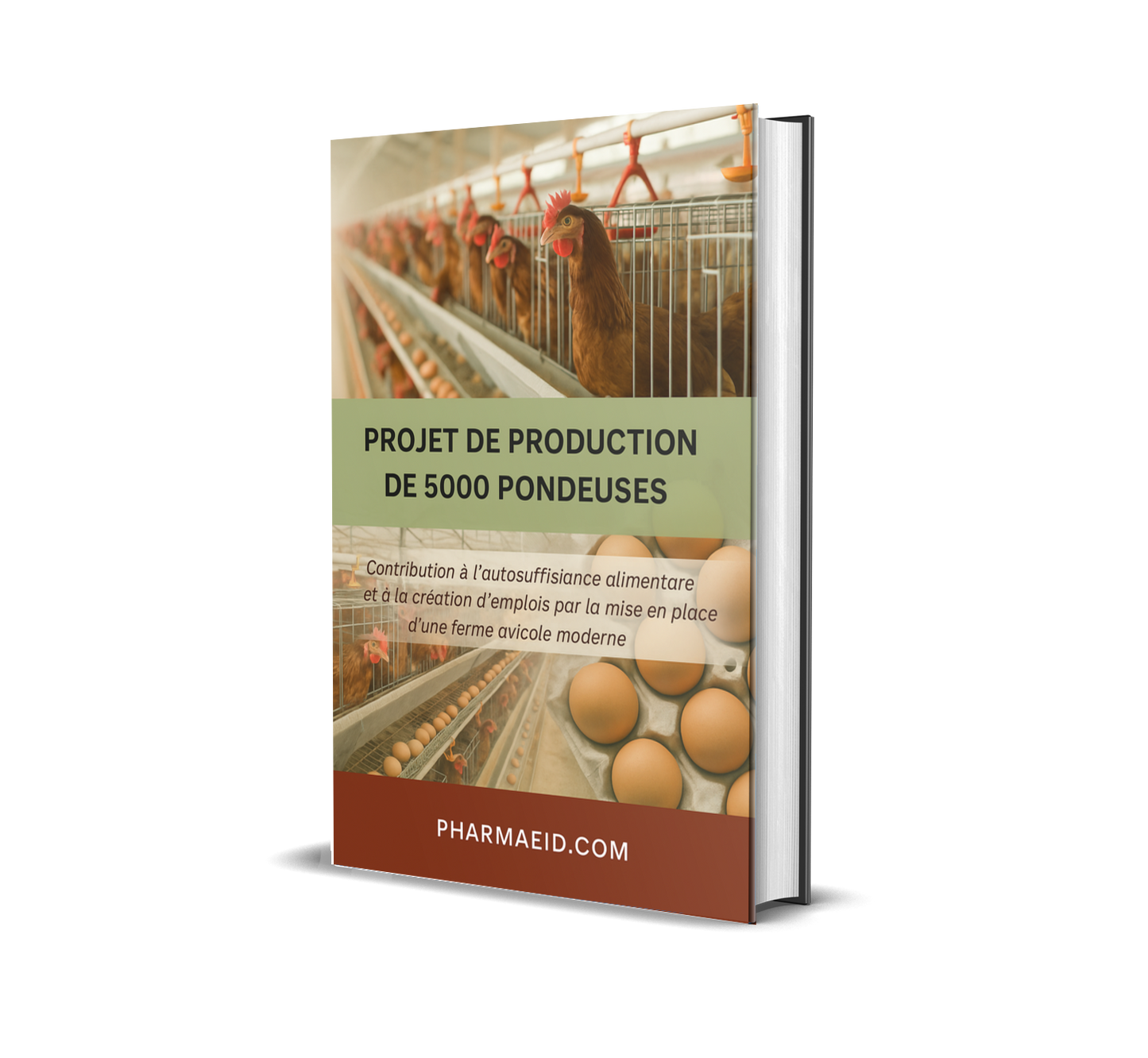 Projet de Production de 5000 Pondeuses – Guide Pratique pour un Élevage Avicole Rentable