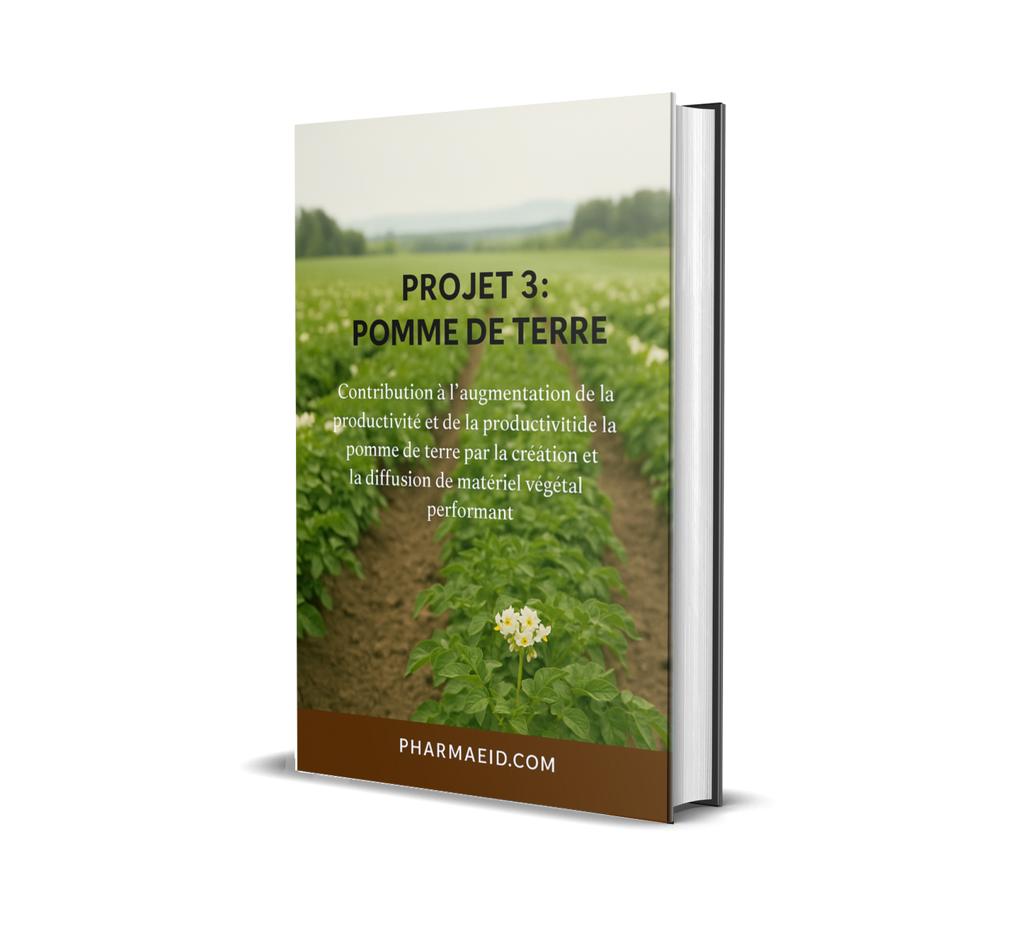 Projet Pomme de Terre – Guide Complet pour la Culture et la Rentabilité Agricole