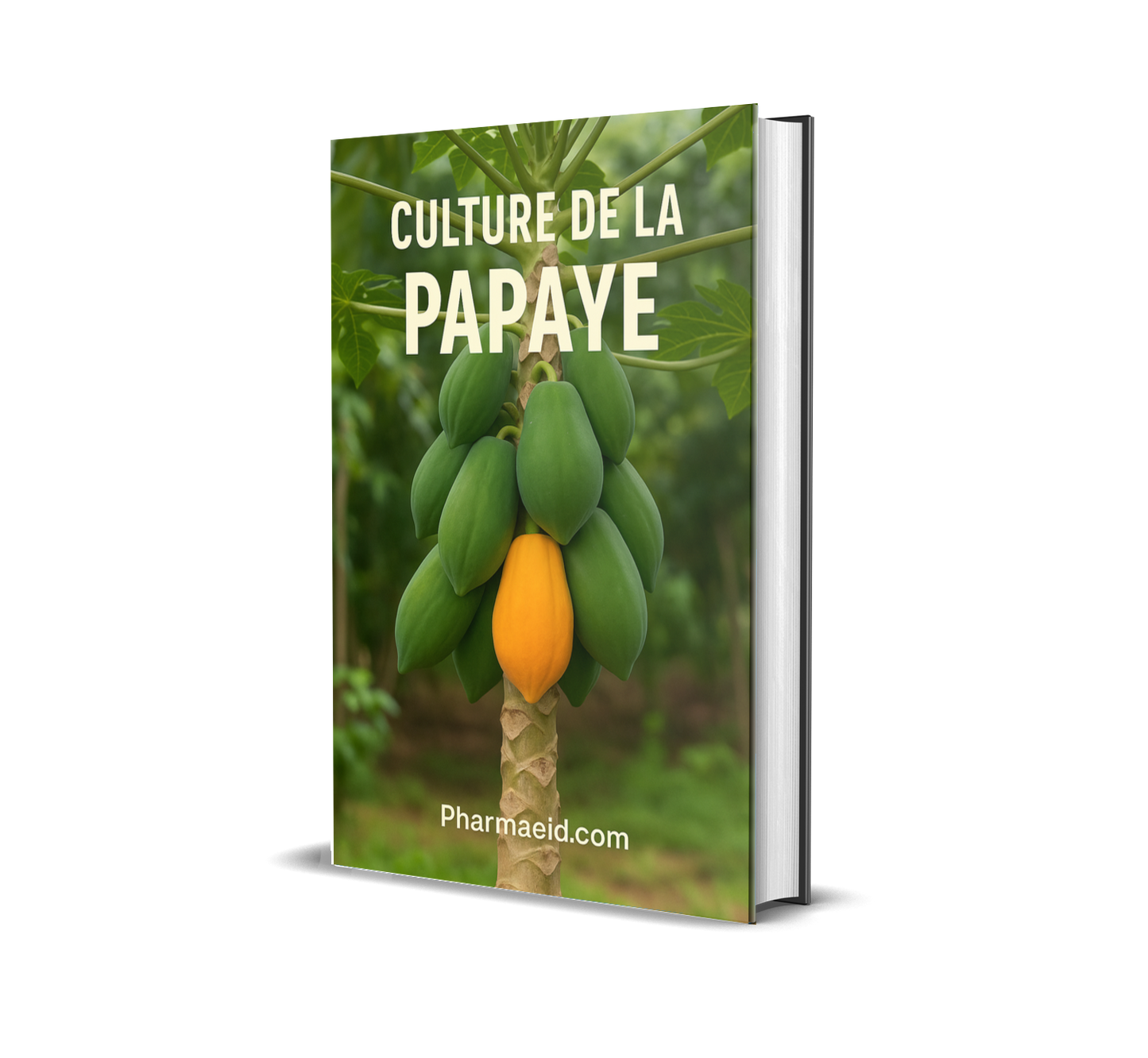 Culture de la Papaye – Guide Complet pour une Production Rentable et Durable en Milieu Tropical