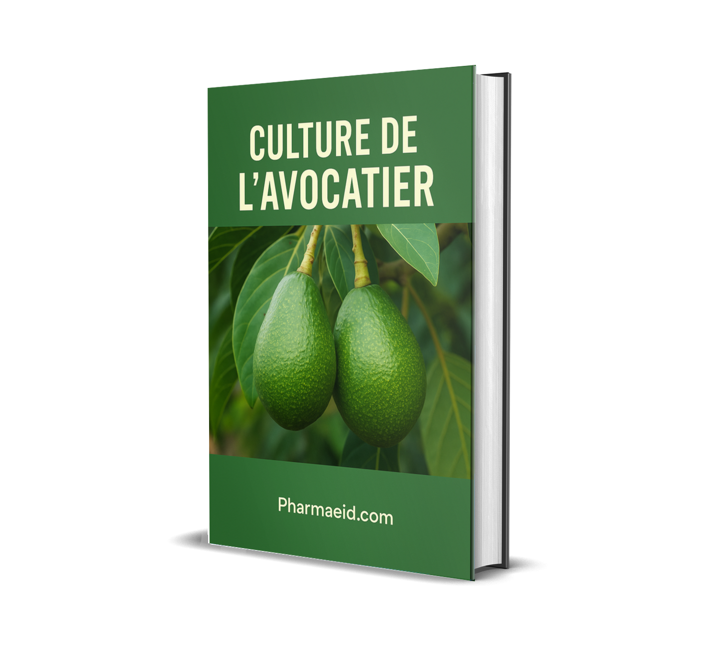 Culture de l’Avocatier – Guide Pratique pour une Production Rentable et Durable en Milieu Tropical
