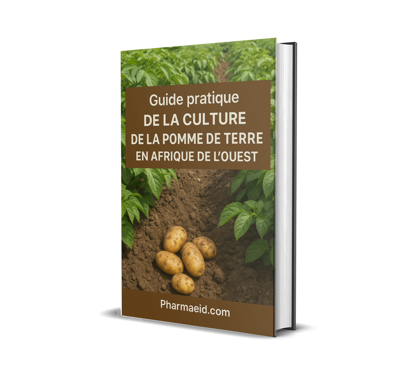 Guide Pratique de la Culture de la Pomme de Terre en Afrique de l’Ouest – Techniques Modernes pour une Production Rentable et Durable