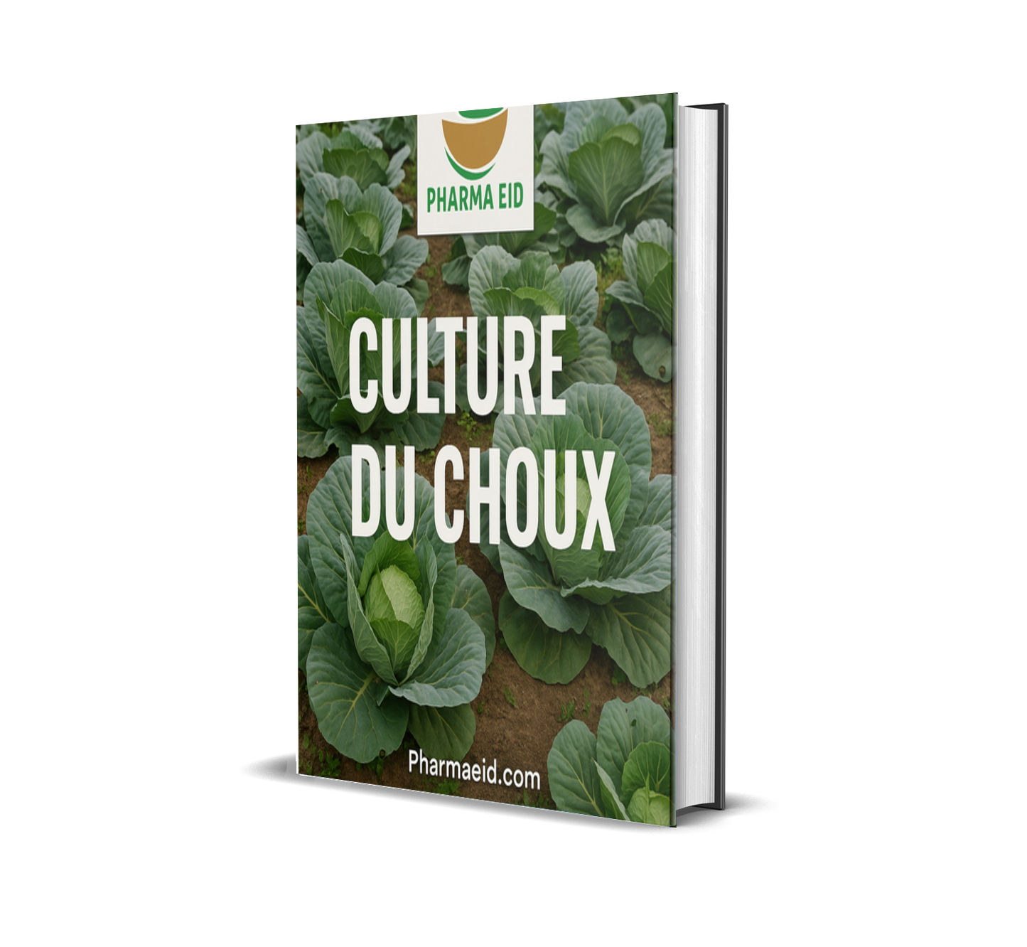 Culture du Choux – Guide Pratique pour Réussir la Production, l’Entretien et la Rentabilité Agricole