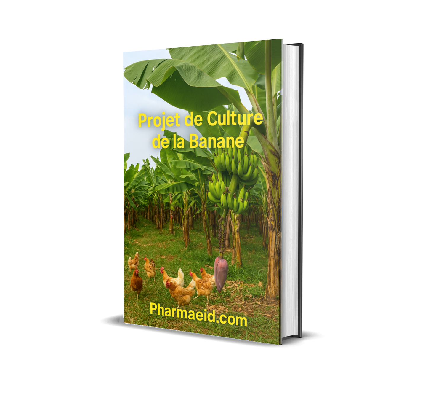Fiche Projet – Culture et Commercialisation de la Banane Plantain