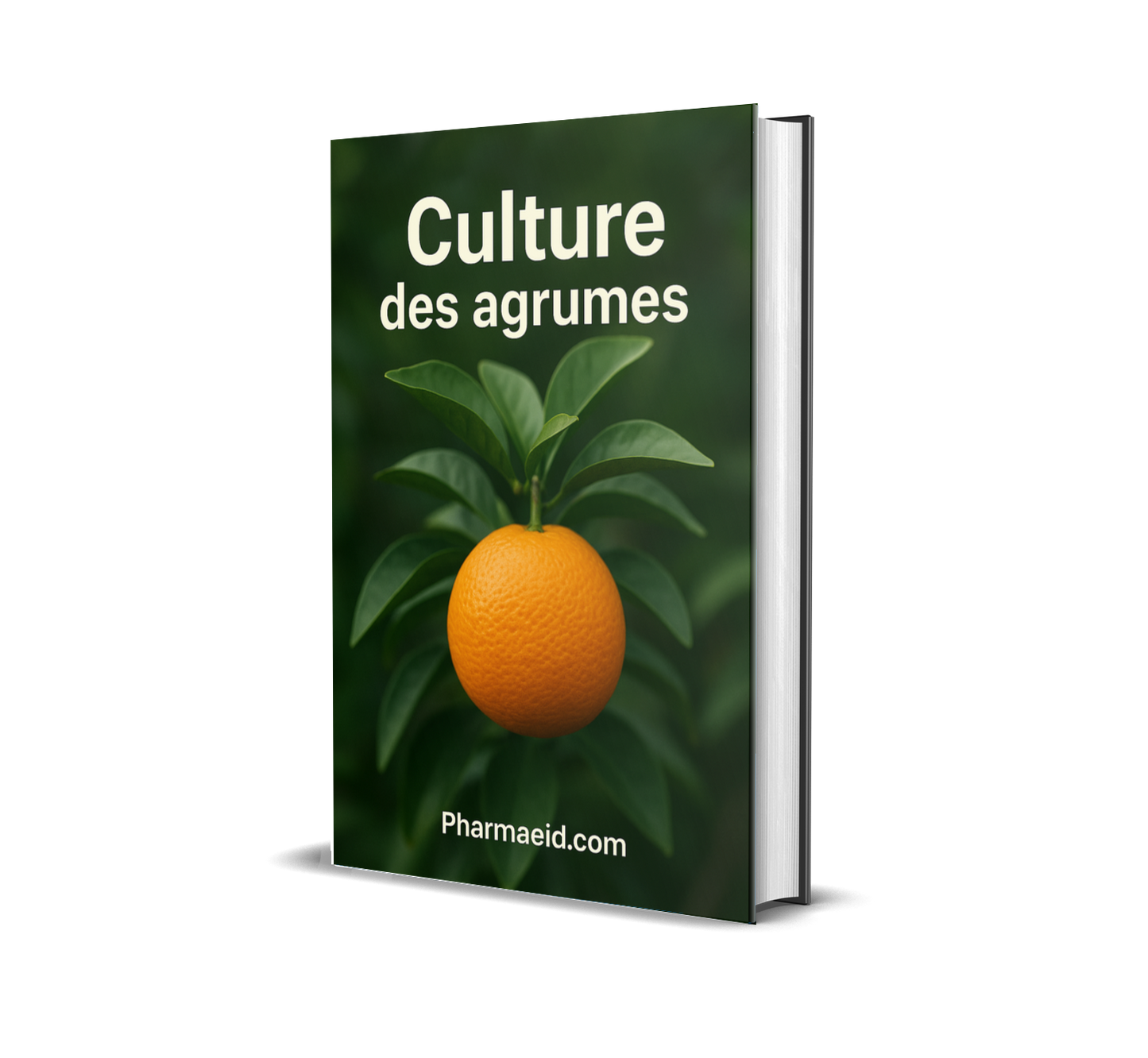 Culture des Agrumes – Guide Complet pour une Production Rentable et Durable en Milieu Tropical