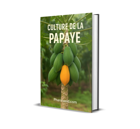 Culture de la Papaye – Guide Complet pour une Production Rentable et Durable en Milieu Tropical