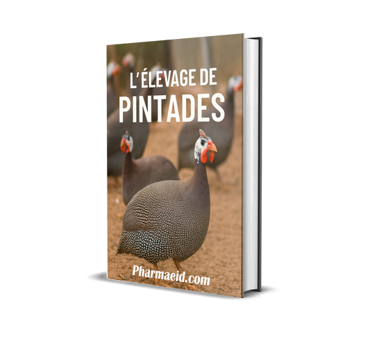 L’Élevage de Pintades – Guide Pratique pour une Production Rentable, Résistante et Adaptée au Climat Tropical
