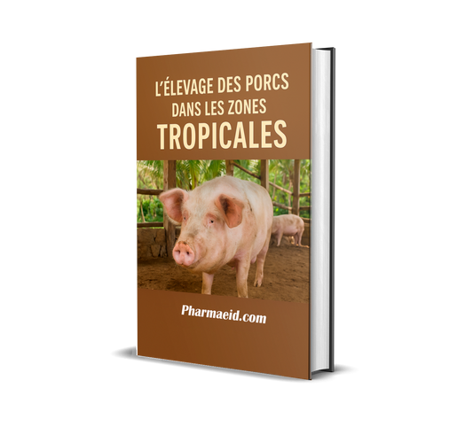 L’Élevage des Porcs dans les Zones Tropicales – Guide Pratique pour une Production Rentable et Adaptée au Climat Chaud