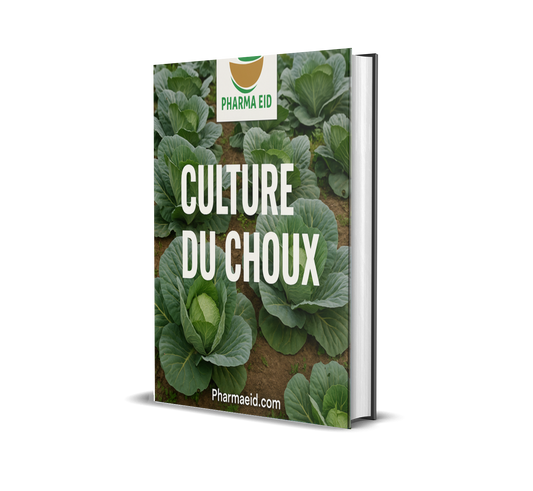 Culture du Choux – Guide Pratique pour Réussir la Production, l’Entretien et la Rentabilité Agricole