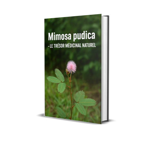 Mimosa Pudica – Le Trésor Médicinal Naturel : Secrets, Bienfaits et Usages Thérapeutiques de la Plante Sensitive